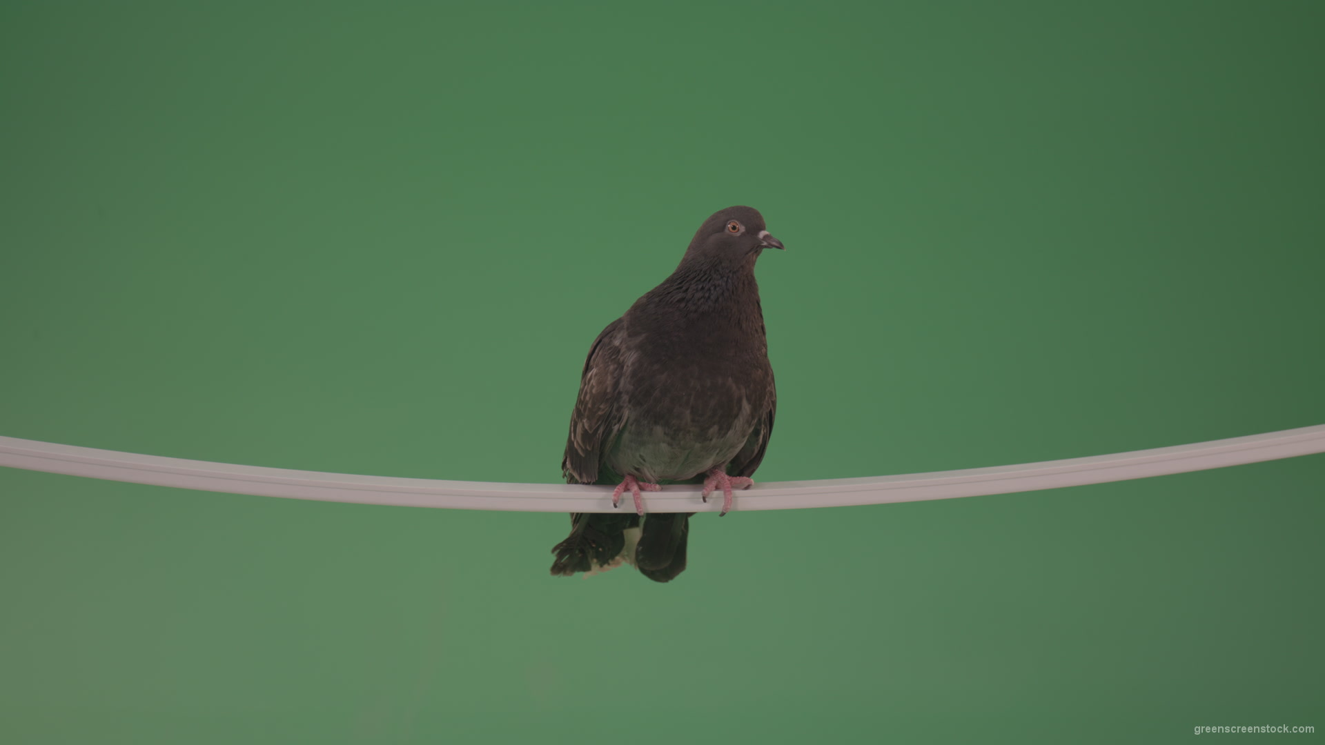 Bird-of-gray-color-doves-flies-from-branch-to-heaven-isolated-on-chromakey-background_002 Green Screen Stock