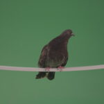 vj video background Bird-of-gray-color-doves-flies-from-branch-to-heaven-isolated-on-chromakey-background_003
