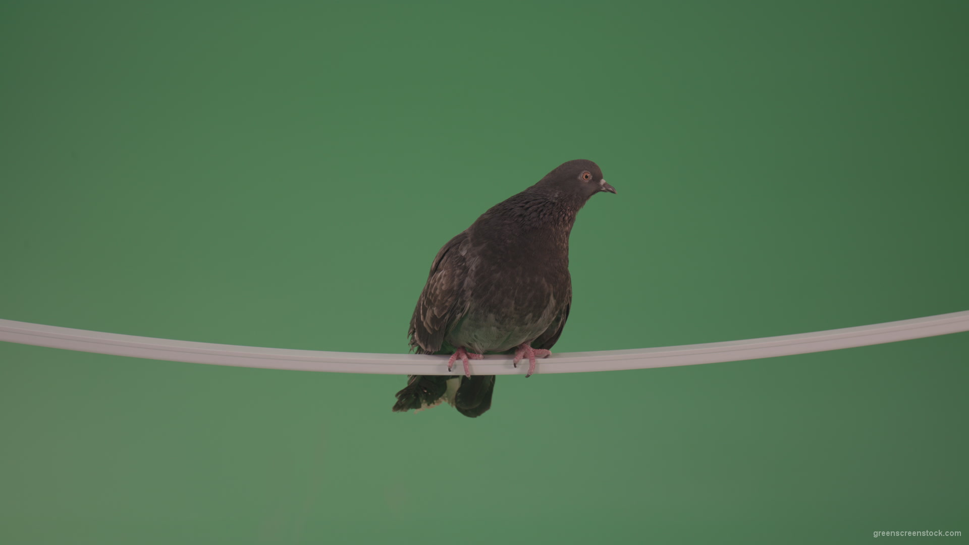 Bird-of-gray-color-doves-flies-from-branch-to-heaven-isolated-on-chromakey-background_004 Green Screen Stock