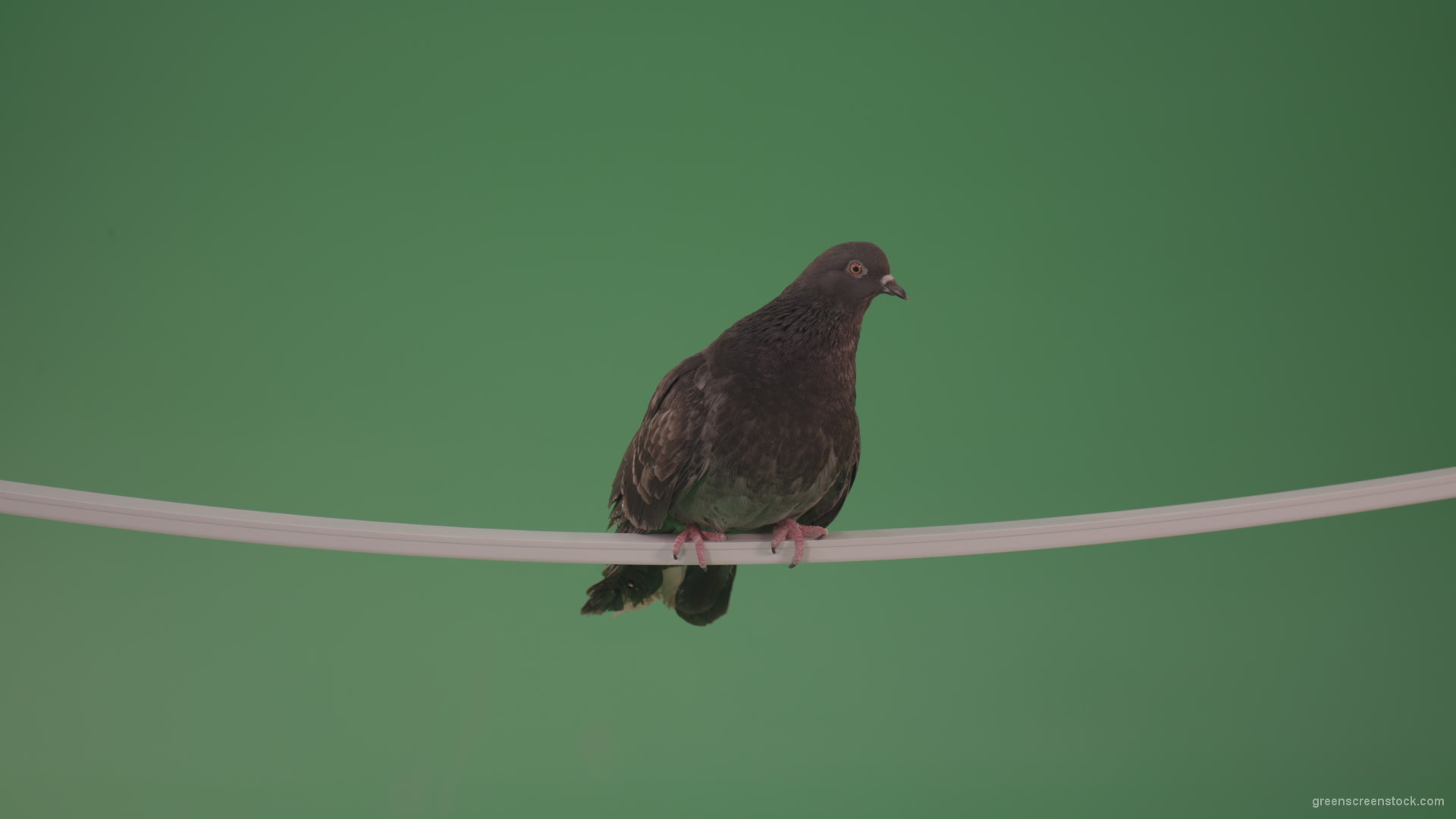 Bird-of-gray-color-doves-flies-from-branch-to-heaven-isolated-on-chromakey-background_005 Green Screen Stock