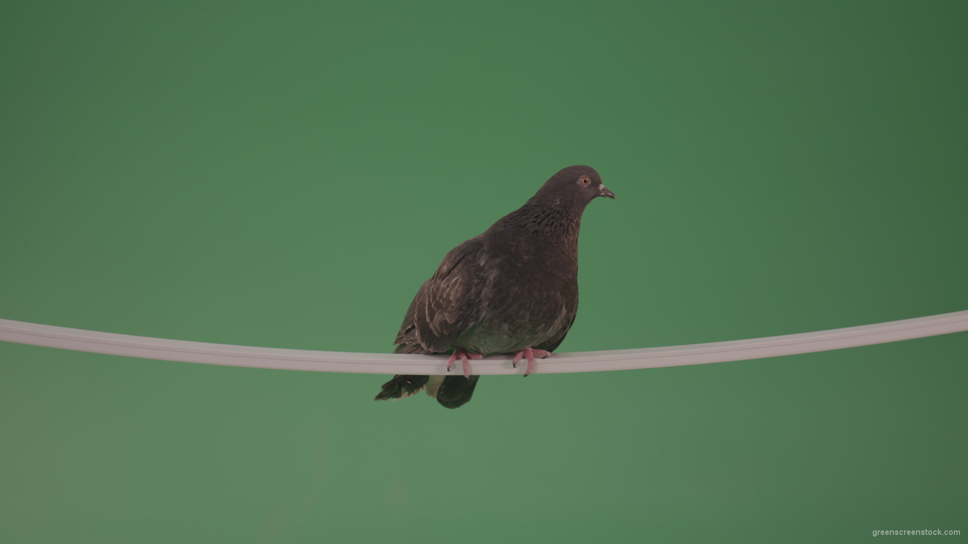 Bird-of-gray-color-doves-flies-from-branch-to-heaven-isolated-on-chromakey-background_006 Green Screen Stock