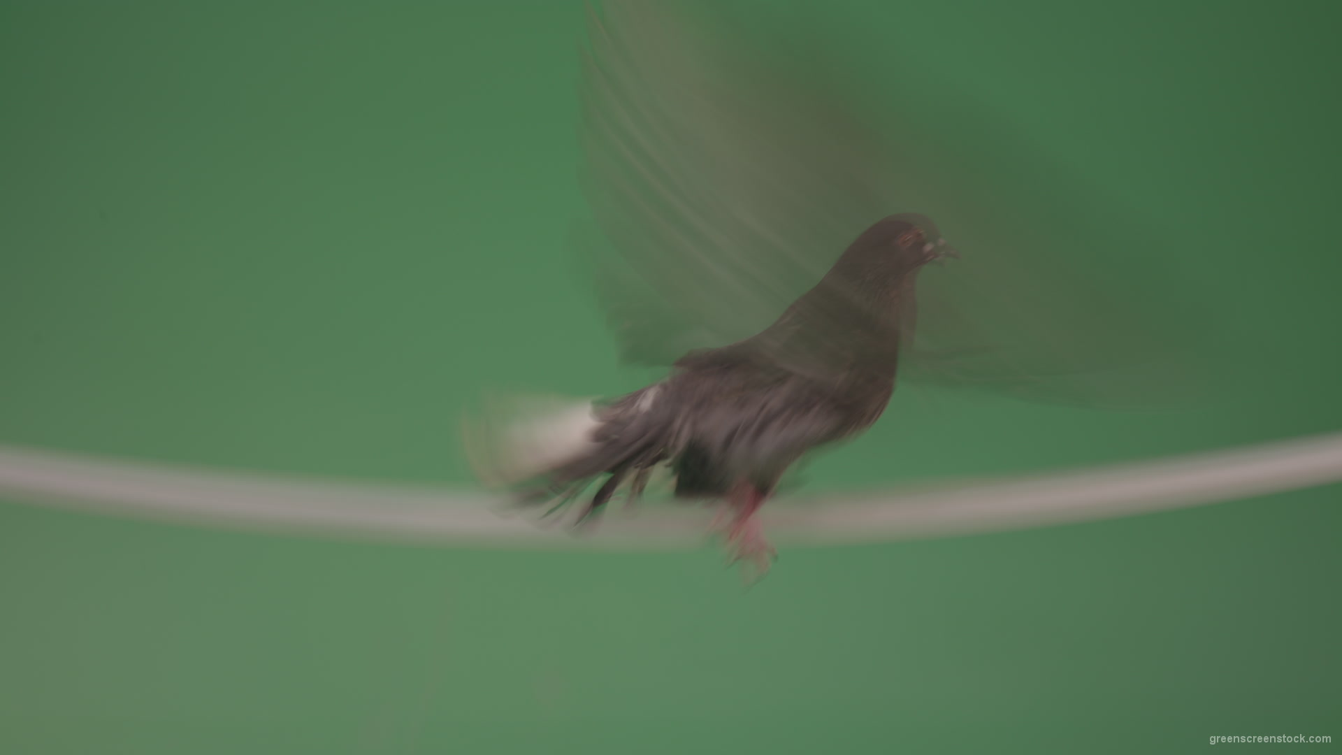 Bird-of-gray-color-doves-flies-from-branch-to-heaven-isolated-on-chromakey-background_007 Green Screen Stock