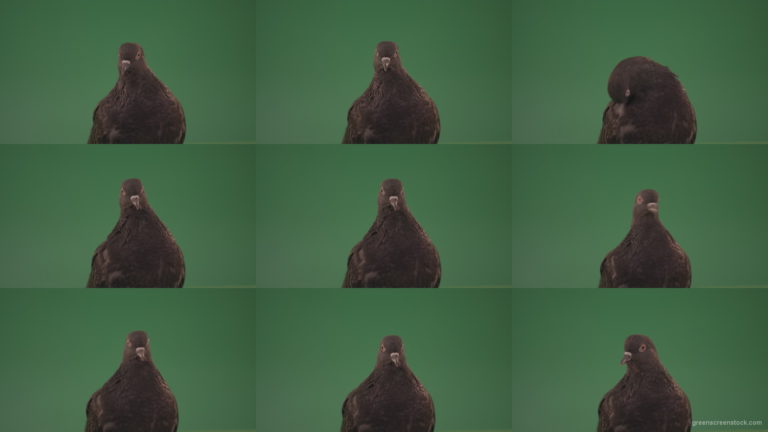 Bird-of-pigeon-is-sitting-on-the-house-and-looking-at-the-city-isolated-on-chromakey-background Green Screen Stock
