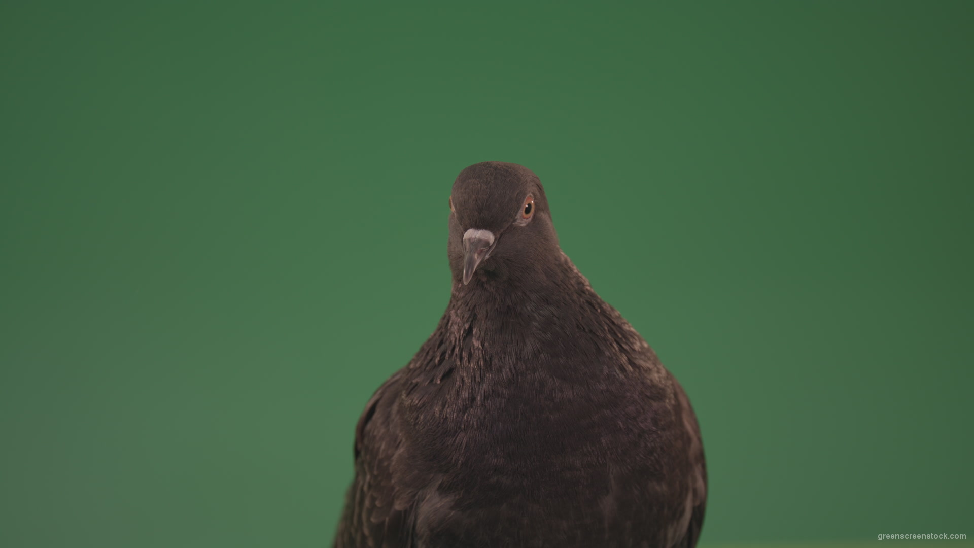 Bird-of-pigeon-is-sitting-on-the-house-and-looking-at-the-city-isolated-on-chromakey-background_001 Green Screen Stock