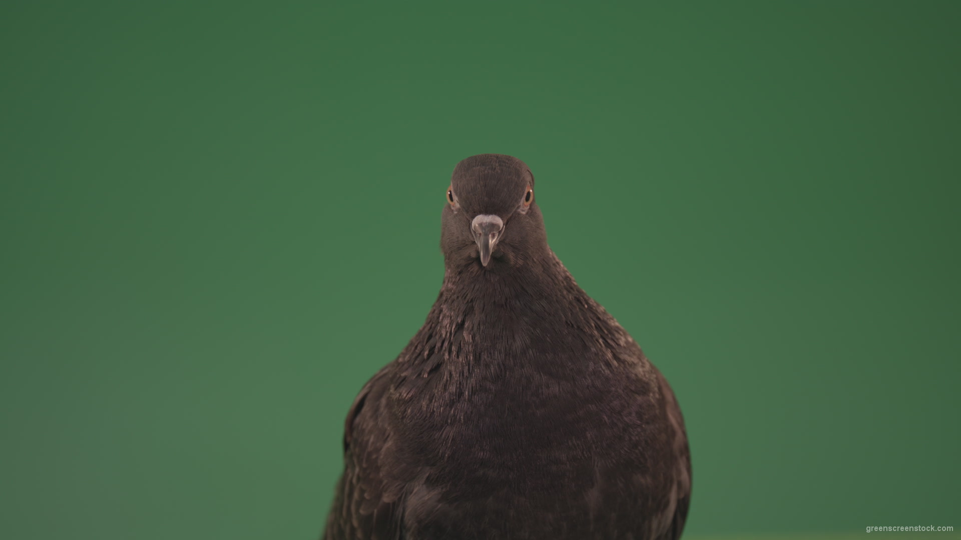 Bird-of-pigeon-is-sitting-on-the-house-and-looking-at-the-city-isolated-on-chromakey-background_002 Green Screen Stock