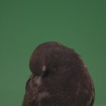 vj video background Bird-of-pigeon-is-sitting-on-the-house-and-looking-at-the-city-isolated-on-chromakey-background_003