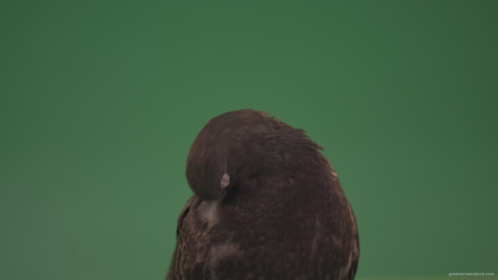 vj video background Bird-of-pigeon-is-sitting-on-the-house-and-looking-at-the-city-isolated-on-chromakey-background_003