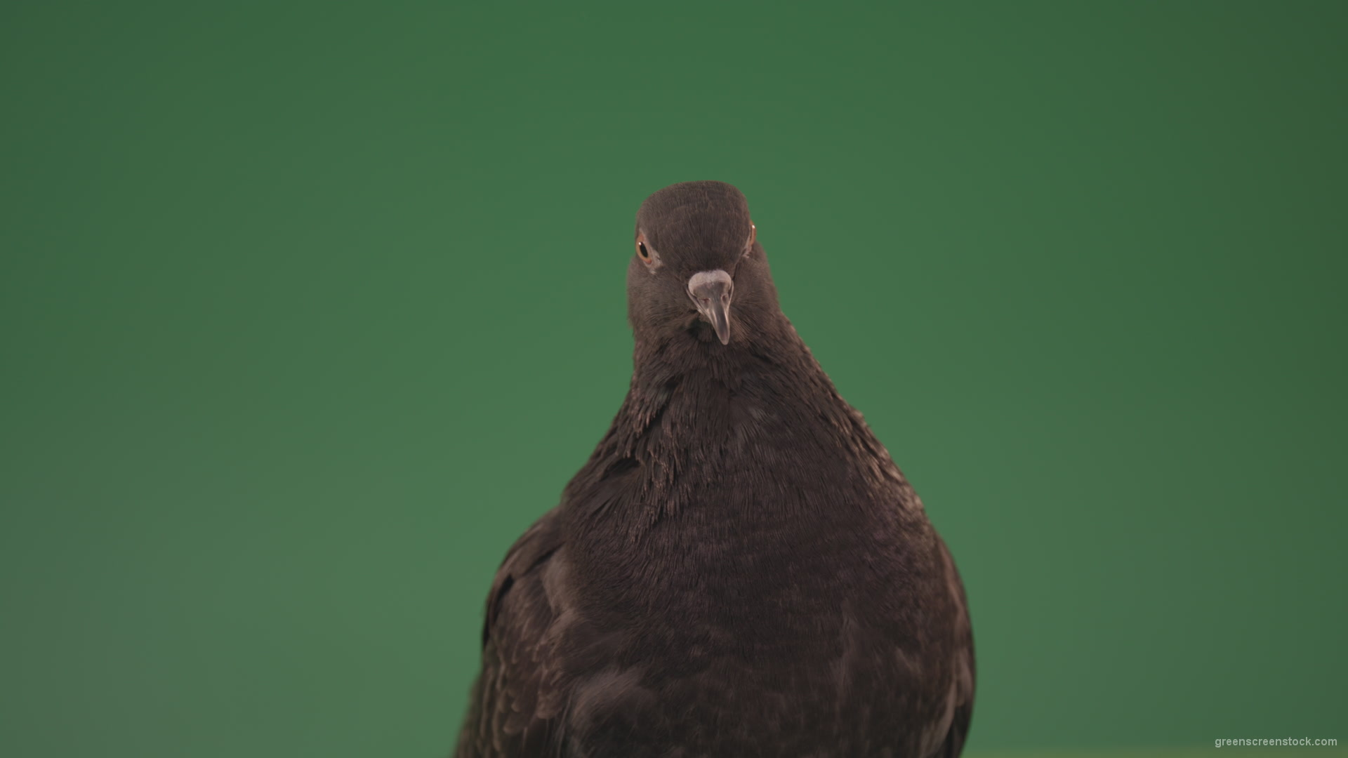 Bird-of-pigeon-is-sitting-on-the-house-and-looking-at-the-city-isolated-on-chromakey-background_004 Green Screen Stock