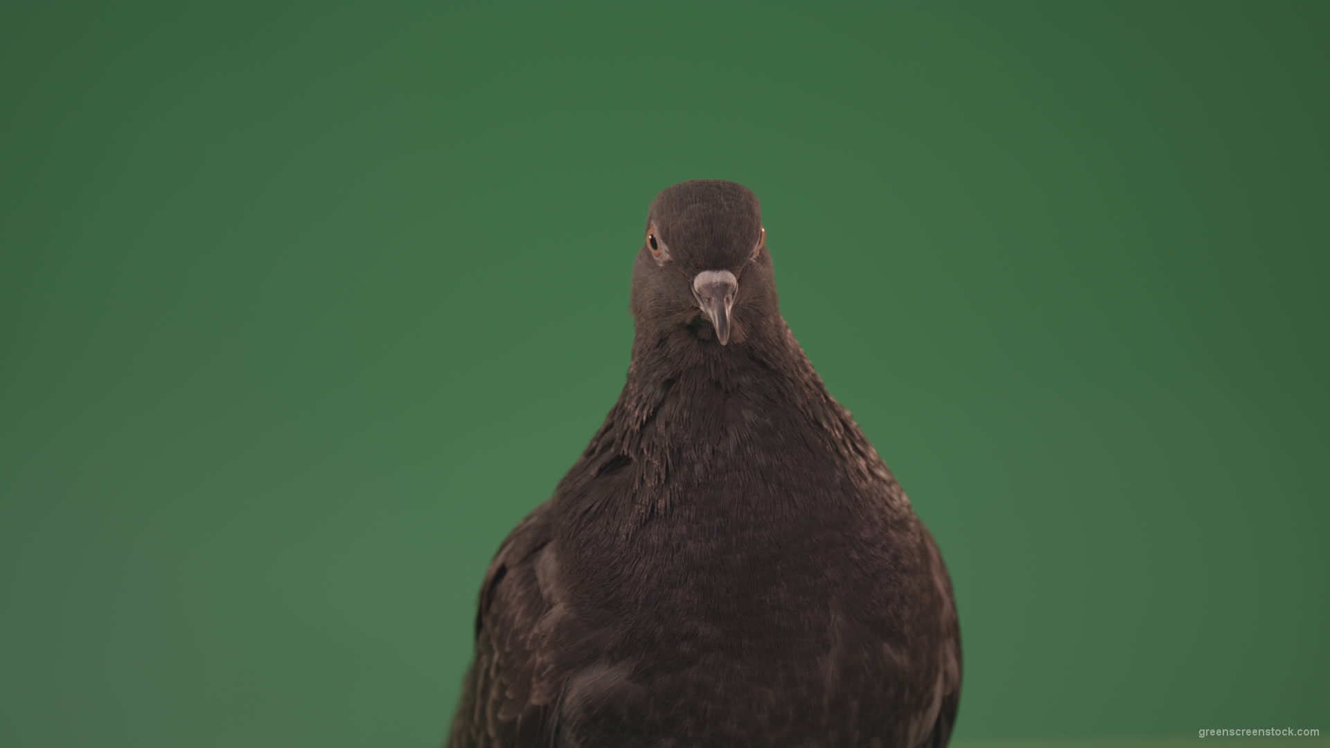 Bird-of-pigeon-is-sitting-on-the-house-and-looking-at-the-city-isolated-on-chromakey-background_005 Green Screen Stock