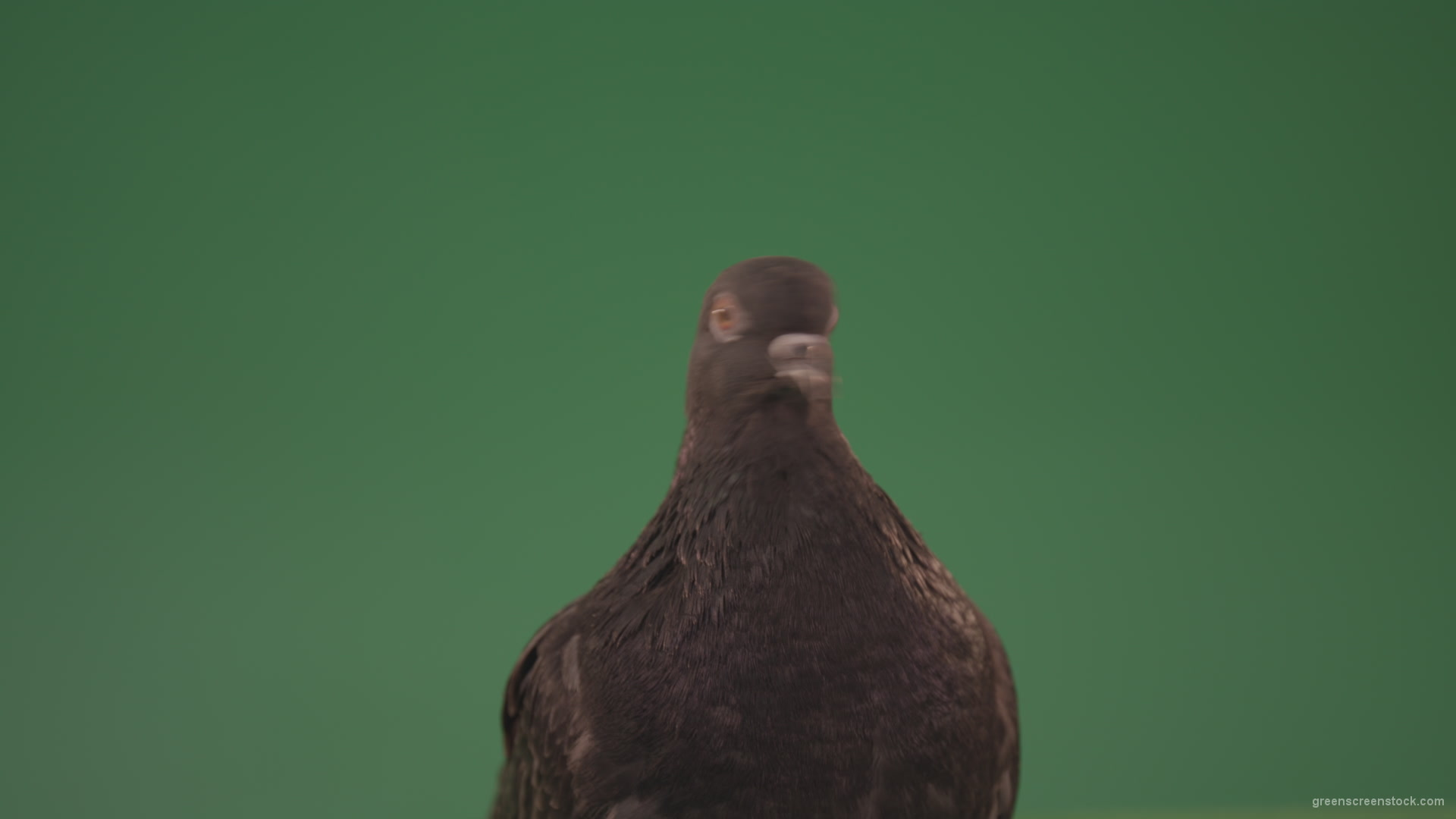 Bird-of-pigeon-is-sitting-on-the-house-and-looking-at-the-city-isolated-on-chromakey-background_006 Green Screen Stock