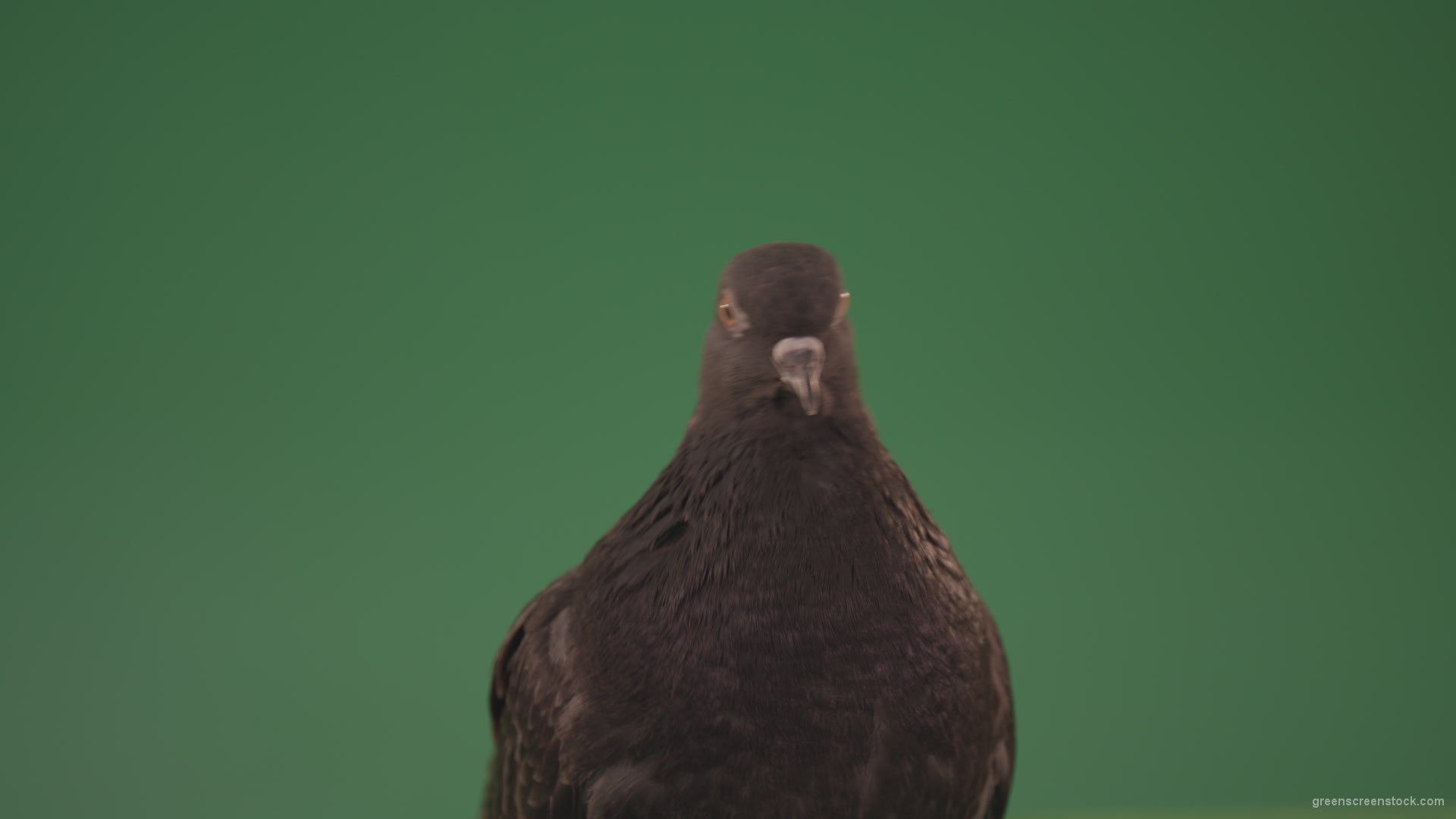 Bird-of-pigeon-is-sitting-on-the-house-and-looking-at-the-city-isolated-on-chromakey-background_007 Green Screen Stock