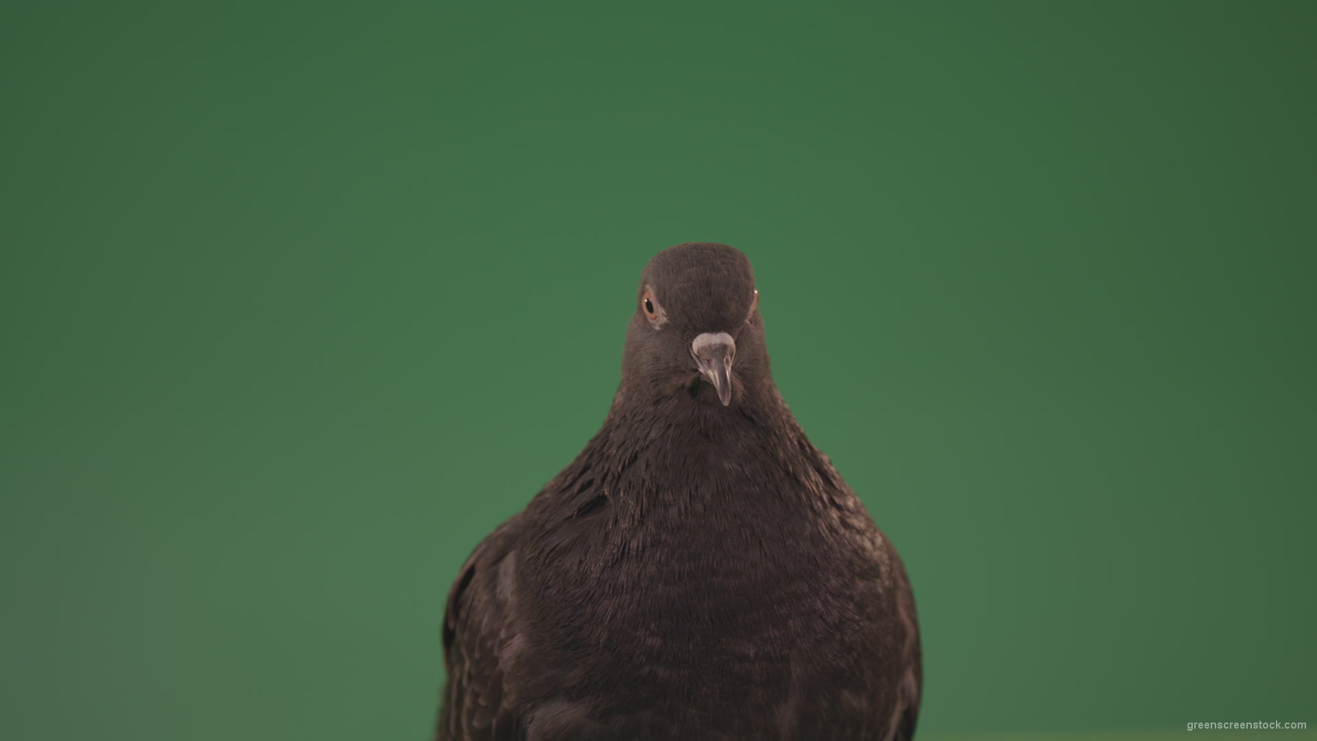 Bird-of-pigeon-is-sitting-on-the-house-and-looking-at-the-city-isolated-on-chromakey-background_008 Green Screen Stock