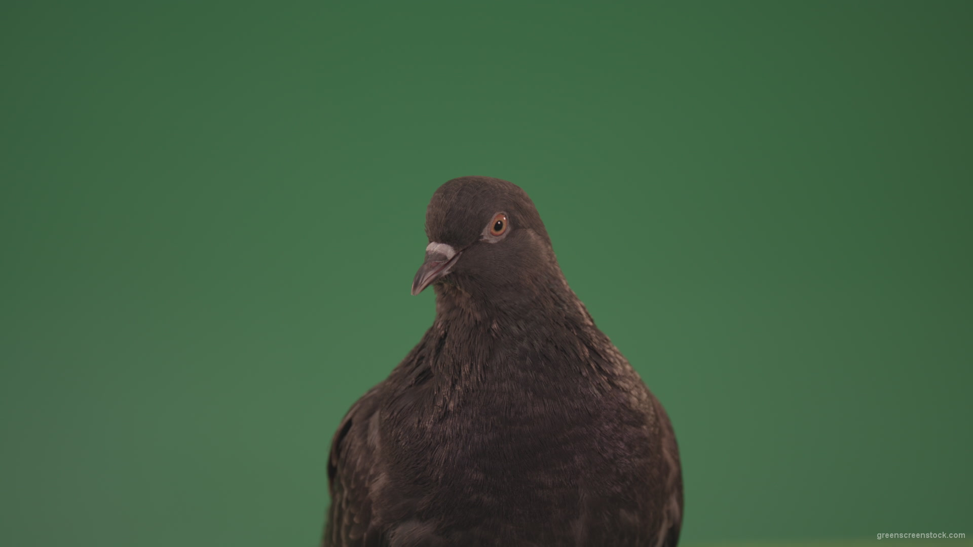 Bird-of-pigeon-is-sitting-on-the-house-and-looking-at-the-city-isolated-on-chromakey-background_009 Green Screen Stock