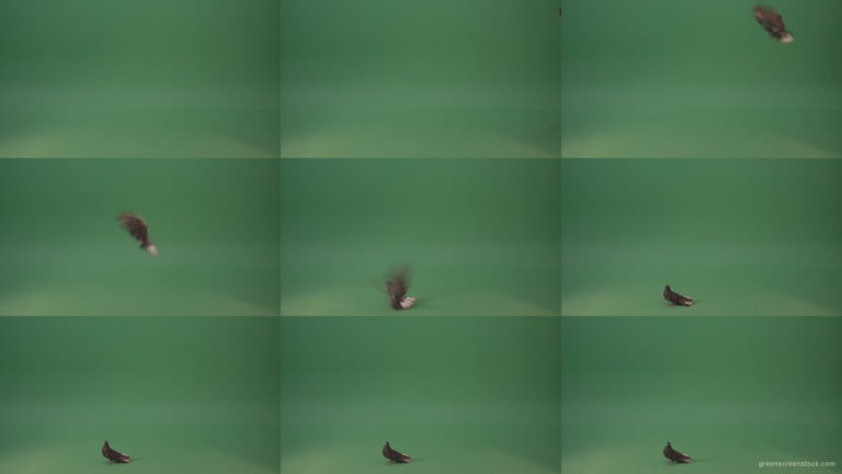 Bird-of-the-pigeon-flies-and-lands-on-the-ground-isolated-on-green-background Green Screen Stock