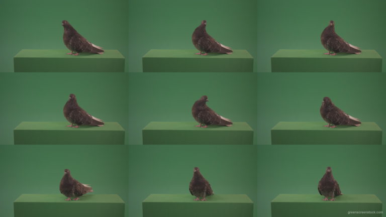 Bird-wanders-around-the-big-city-of-a-dove-isolated-on-green-background Green Screen Stock