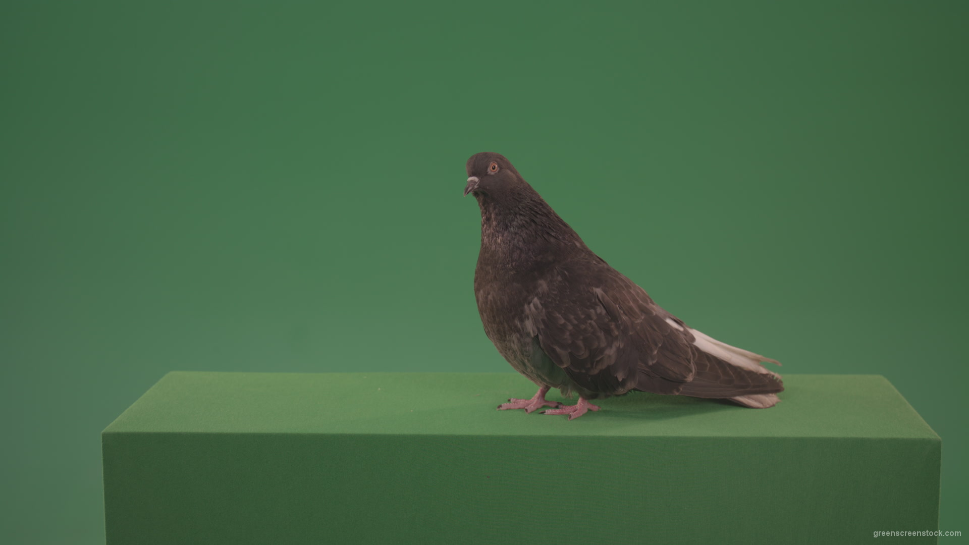 Bird-wanders-around-the-big-city-of-a-dove-isolated-on-green-background_001 Green Screen Stock