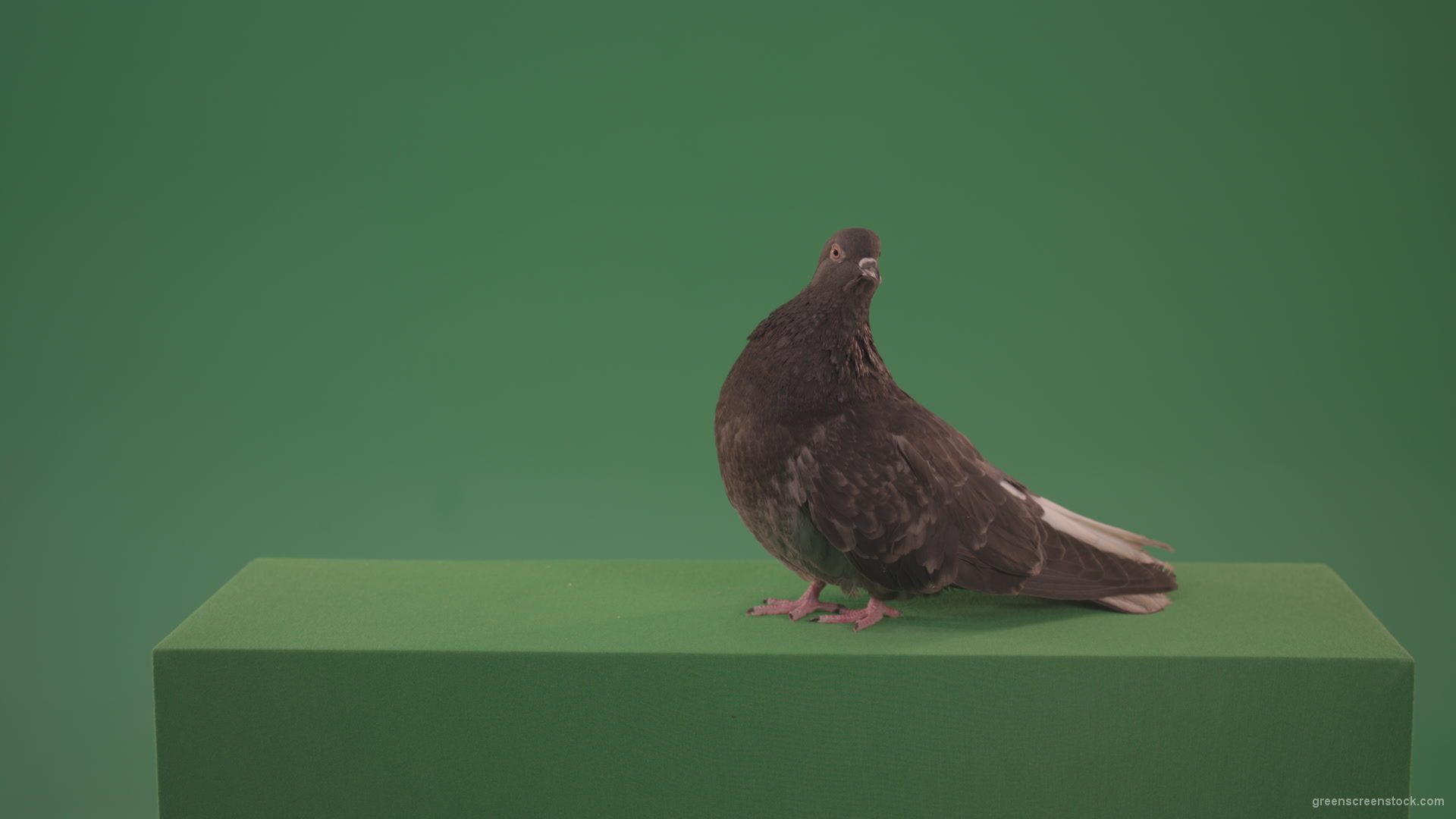 Bird-wanders-around-the-big-city-of-a-dove-isolated-on-green-background_002 Green Screen Stock