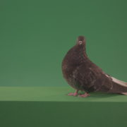 vj video background Bird-wanders-around-the-big-city-of-a-dove-isolated-on-green-background_003