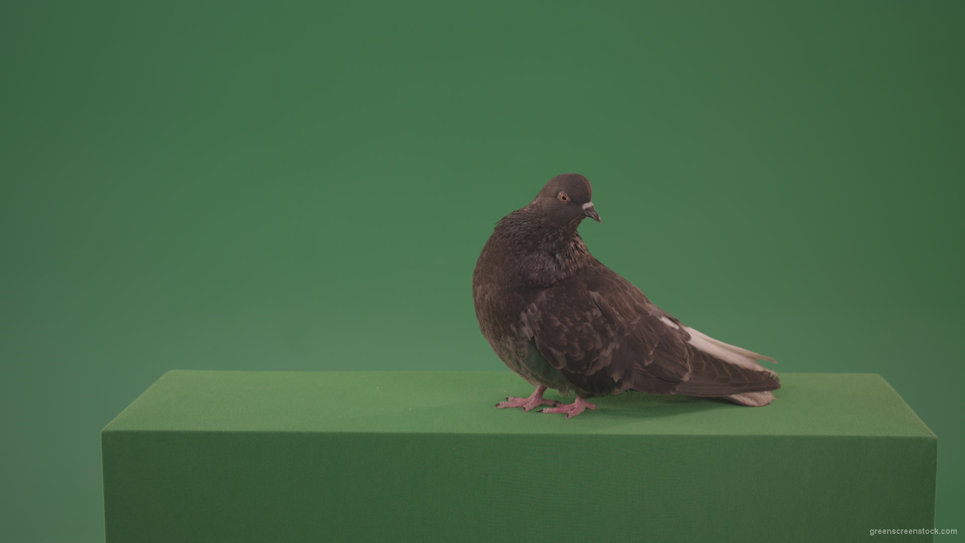 Bird-wanders-around-the-big-city-of-a-dove-isolated-on-green-background_005 Green Screen Stock
