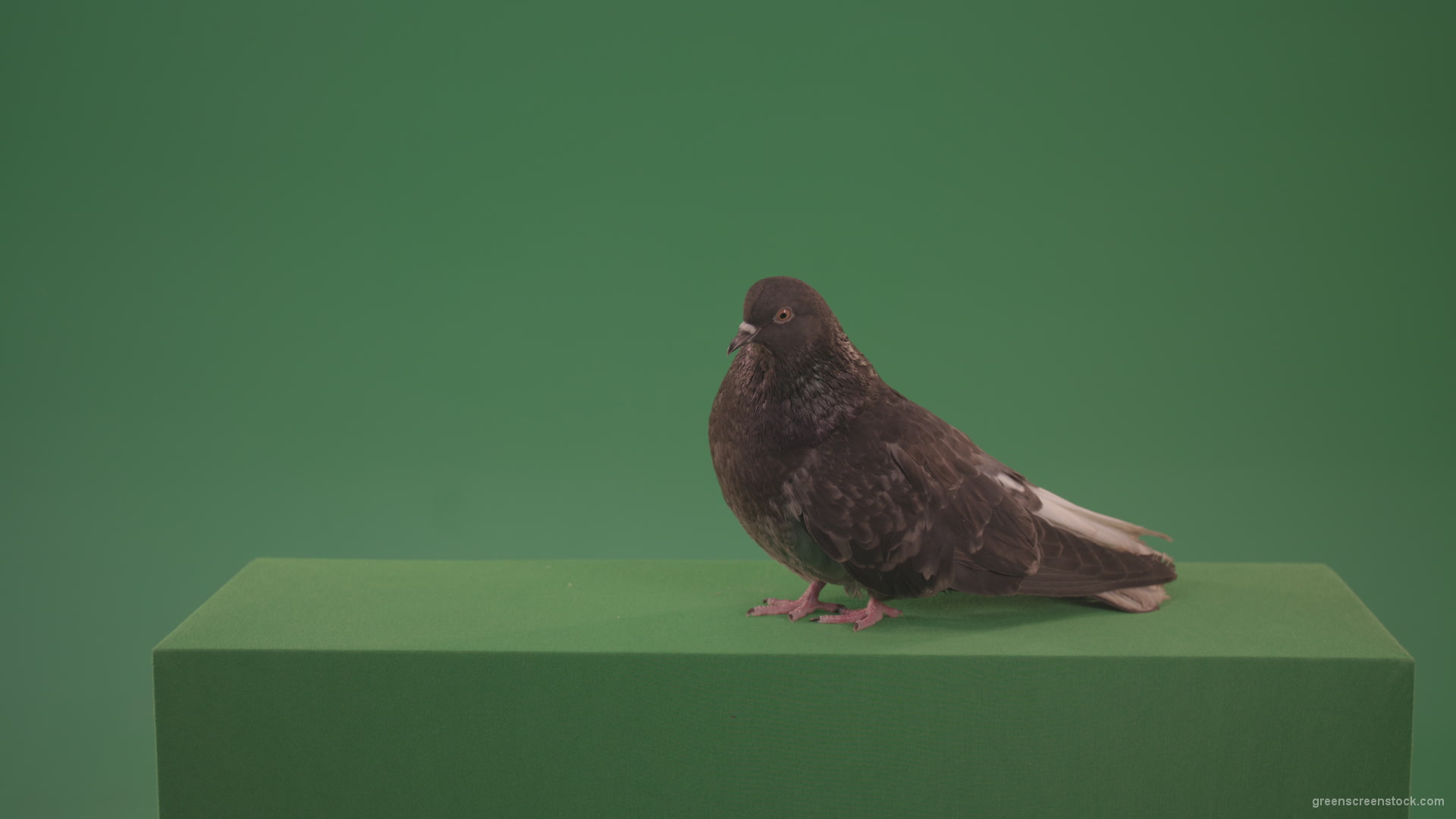 Bird-wanders-around-the-big-city-of-a-dove-isolated-on-green-background_006 Green Screen Stock