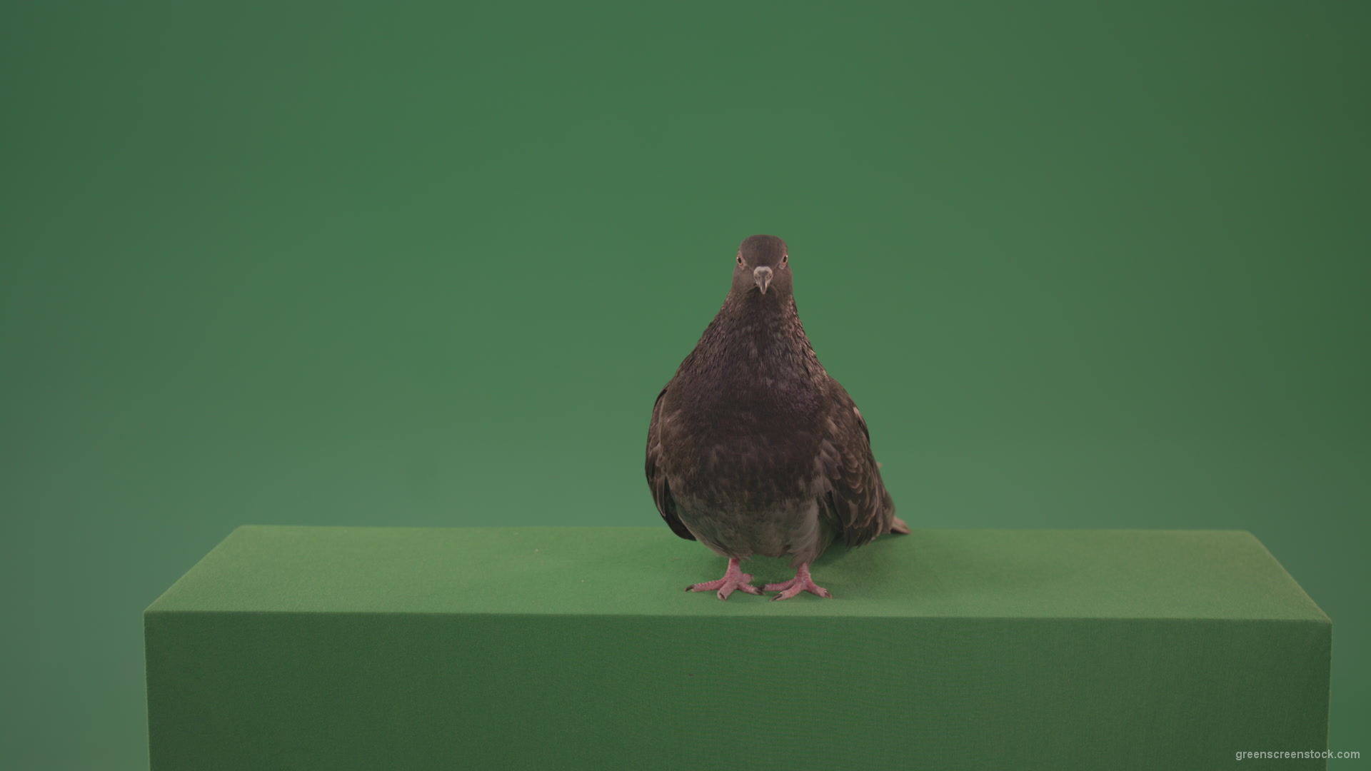 Bird-wanders-around-the-big-city-of-a-dove-isolated-on-green-background_009 Green Screen Stock