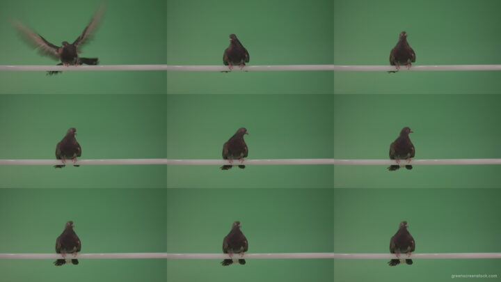 City-bird-of-a-dove-sitting-on-a-branch-in-the-city-isolated-on-green-background Green Screen Stock