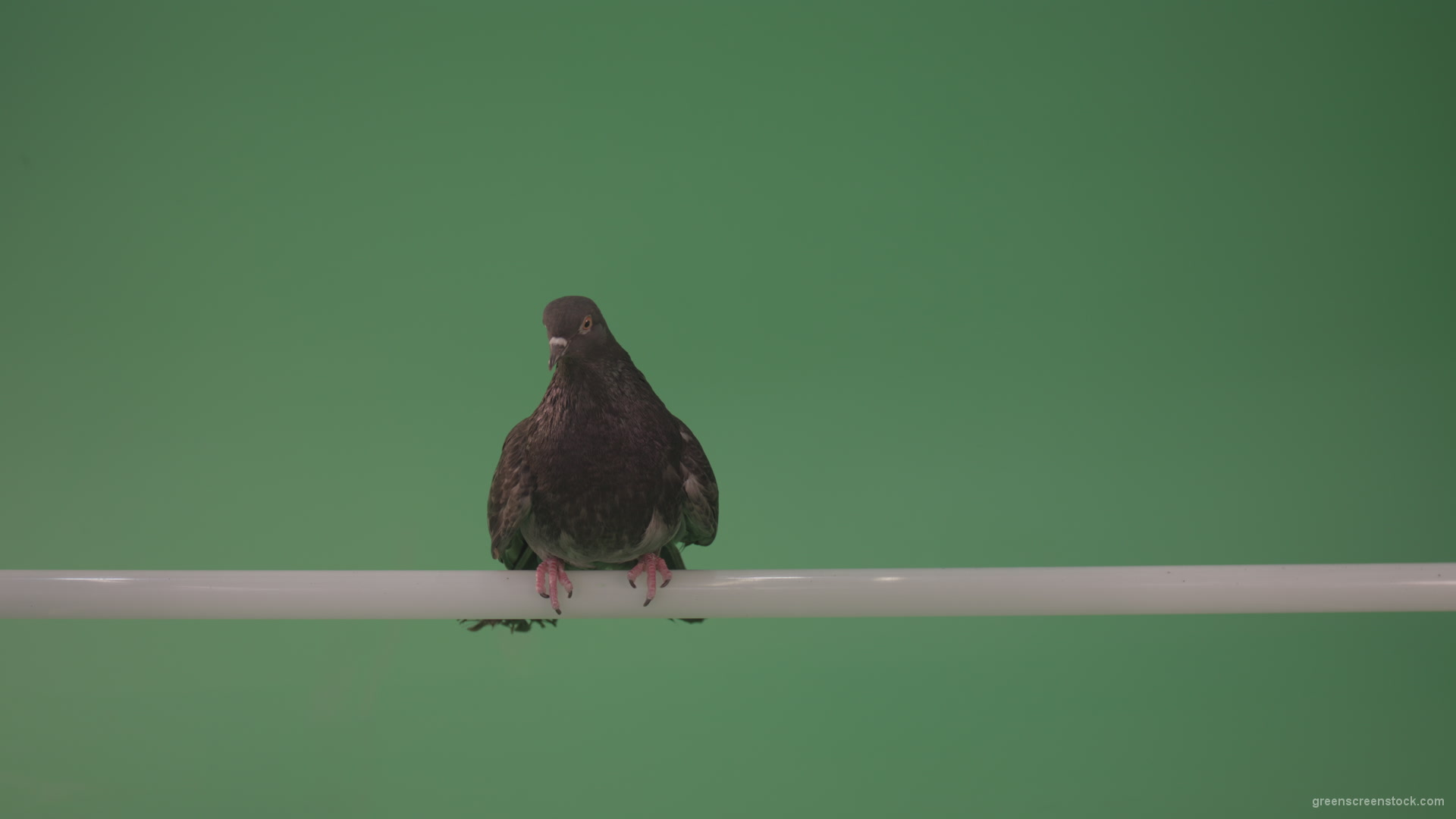 City-bird-of-a-dove-sitting-on-a-branch-in-the-city-isolated-on-green-background_002 Green Screen Stock