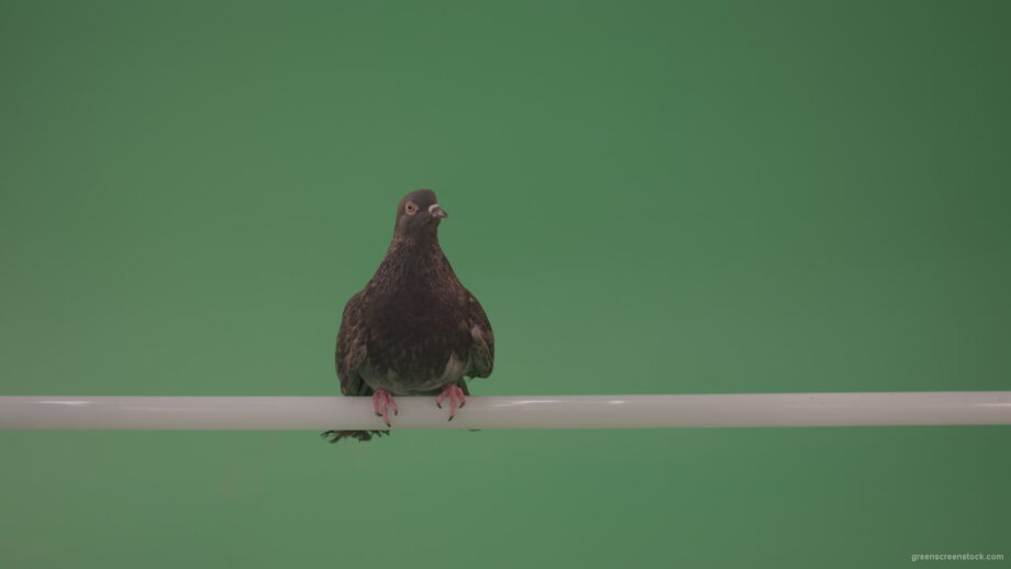 vj video background City-bird-of-a-dove-sitting-on-a-branch-in-the-city-isolated-on-green-background_003