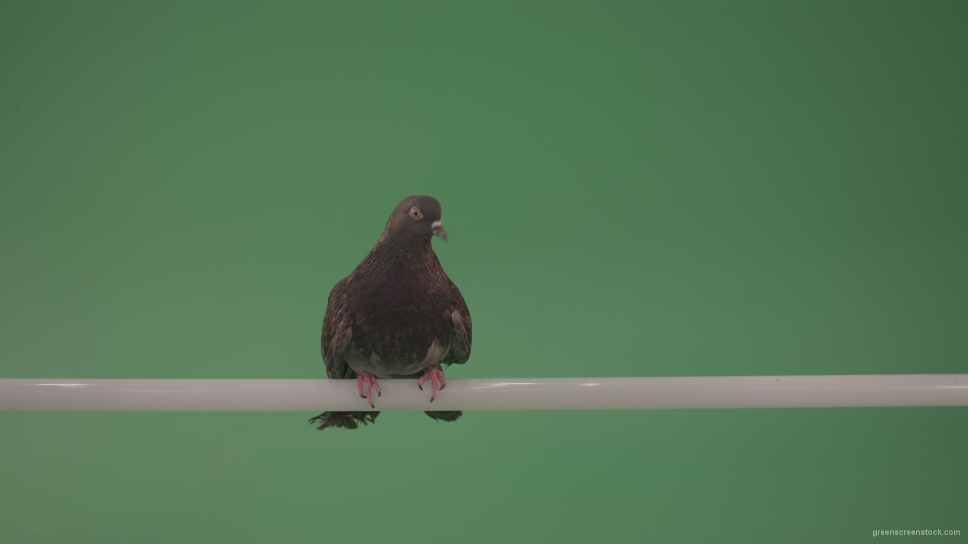 City-bird-of-a-dove-sitting-on-a-branch-in-the-city-isolated-on-green-background_004 Green Screen Stock
