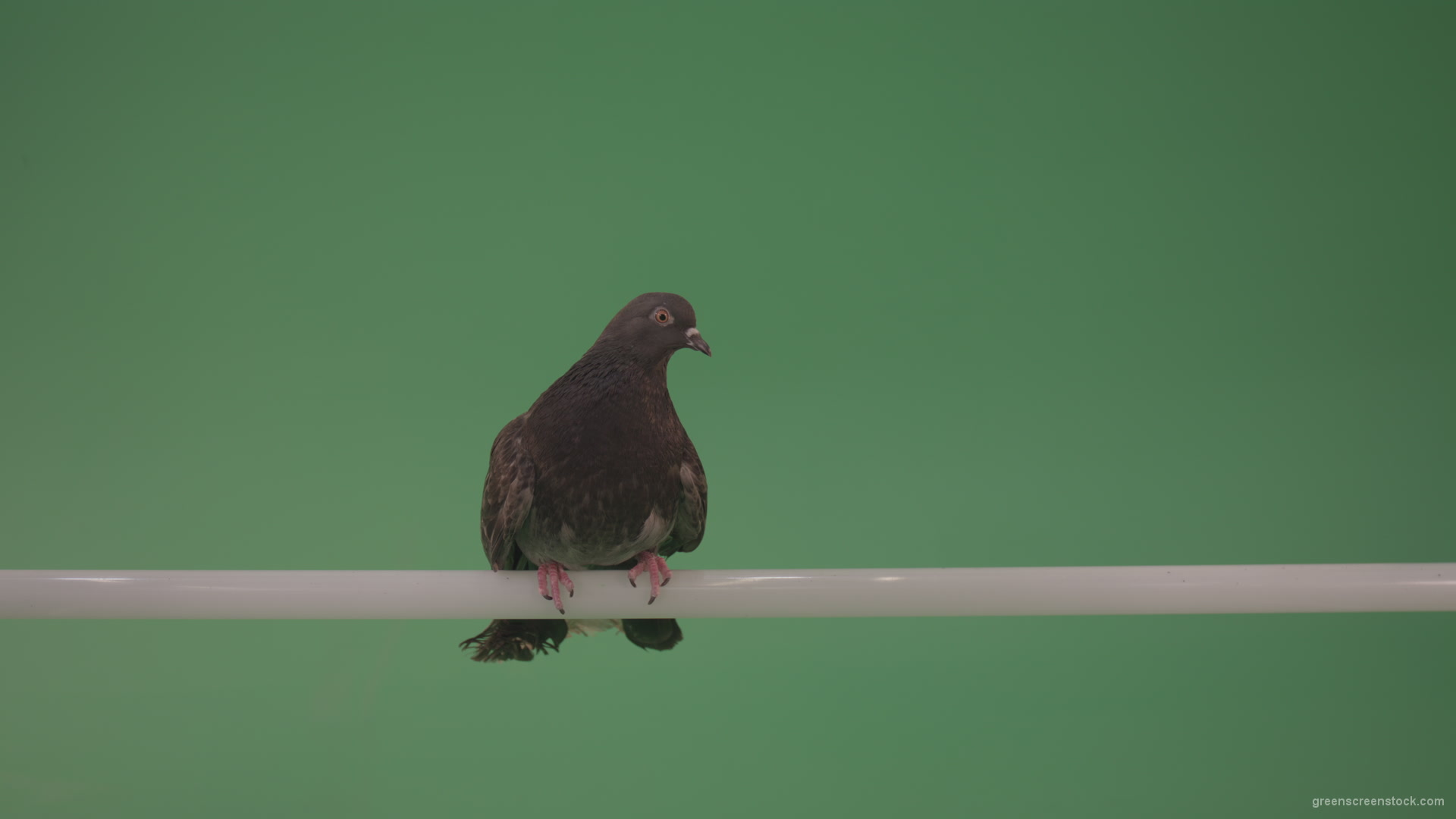 City-bird-of-a-dove-sitting-on-a-branch-in-the-city-isolated-on-green-background_005 Green Screen Stock