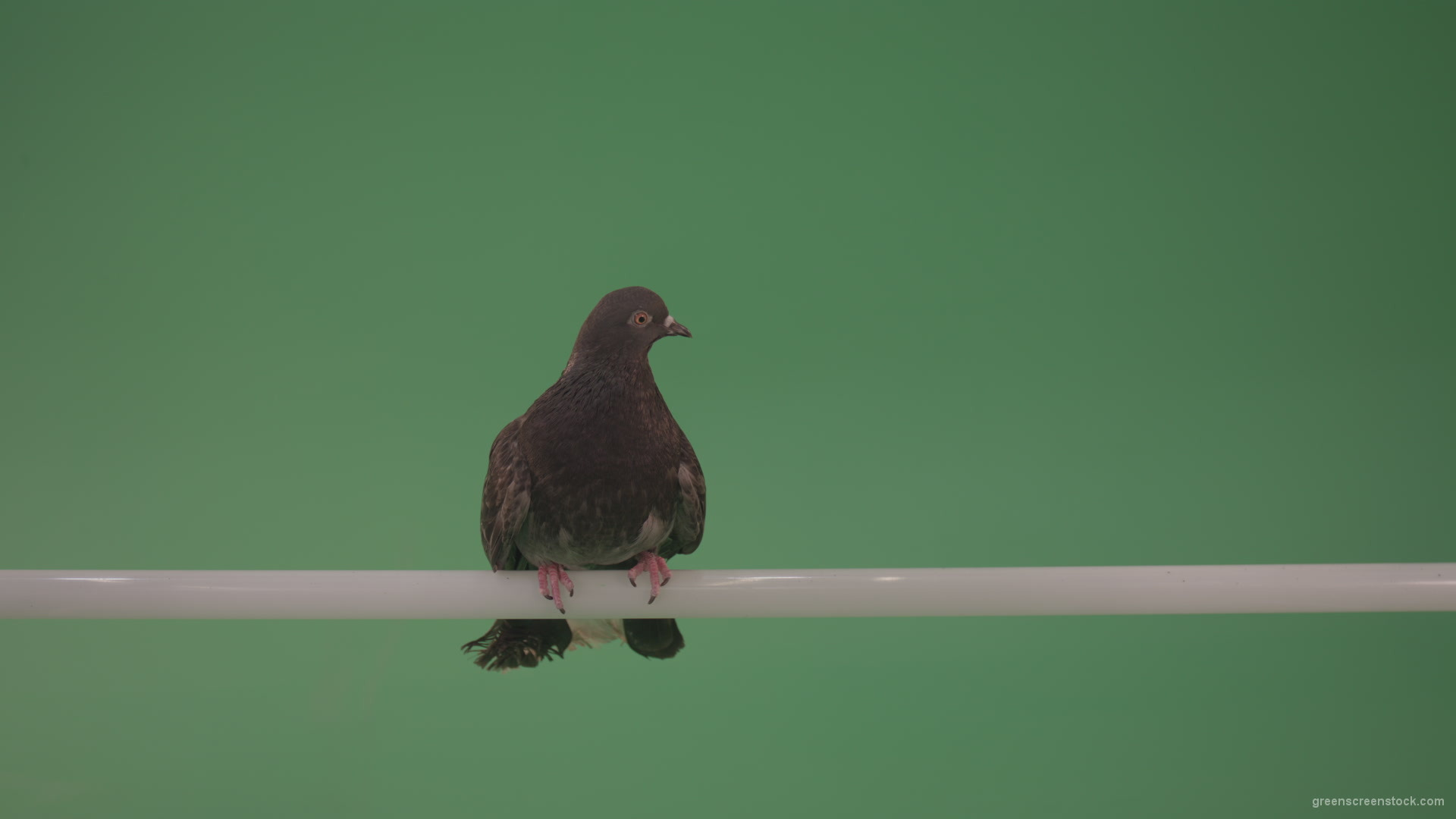 City-bird-of-a-dove-sitting-on-a-branch-in-the-city-isolated-on-green-background_006 Green Screen Stock