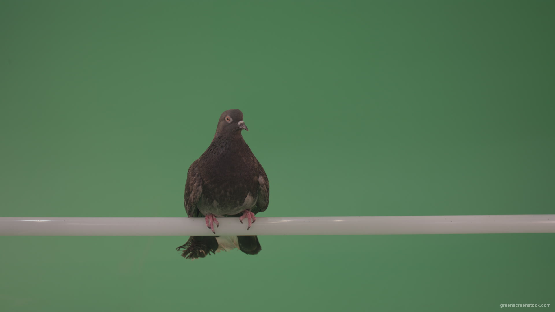 City-bird-of-a-dove-sitting-on-a-branch-in-the-city-isolated-on-green-background_007 Green Screen Stock