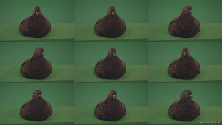 Domestic-bird-doves-resting-in-the-sun-isolated-on-green-background Green Screen Stock