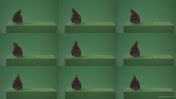 Dove-bird-arrived-in-the-woods-in-search-of-its-place-isolated-on-green-background Green Screen Stock