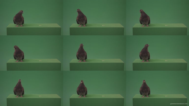 Dove-bird-arrived-in-the-woods-in-search-of-its-place-isolated-on-green-background Green Screen Stock
