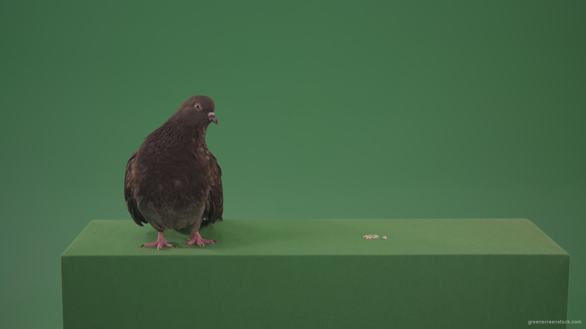 Dove-bird-arrived-in-the-woods-in-search-of-its-place-isolated-on-green-background_001 Green Screen Stock