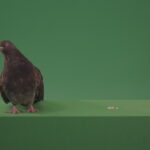 vj video background Dove-bird-arrived-in-the-woods-in-search-of-its-place-isolated-on-green-background_003