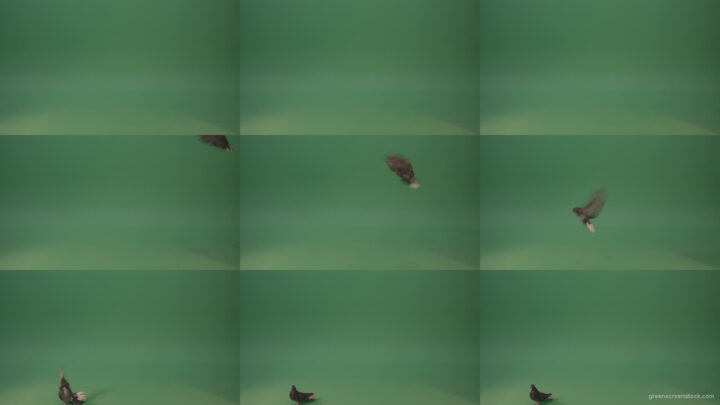 Dove-bird-flies-and-descends-to-the-ground-isolated-on-green-background Green Screen Stock