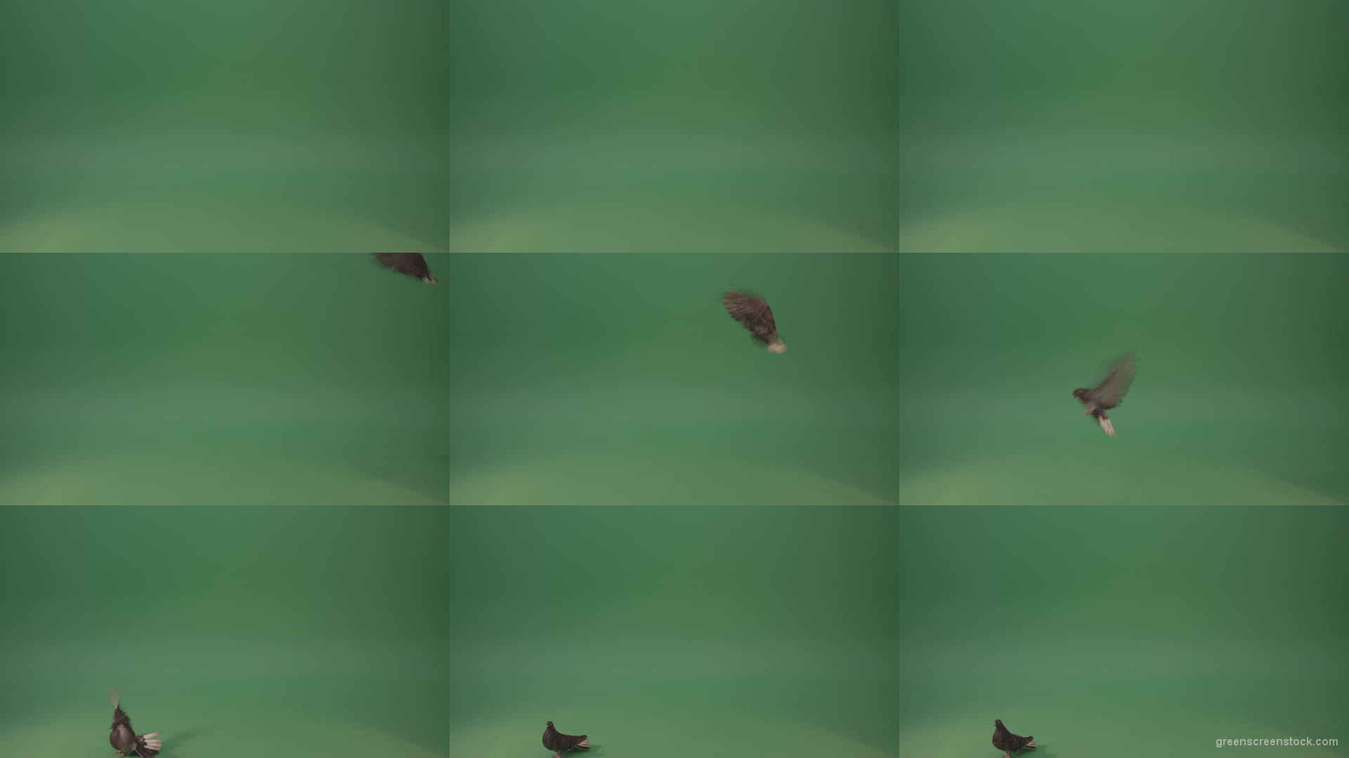 Dove-bird-flies-and-descends-to-the-ground-isolated-on-green-background Green Screen Stock