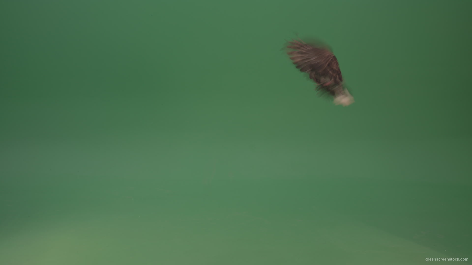 Dove-bird-flies-and-descends-to-the-ground-isolated-on-green-background_005 Green Screen Stock