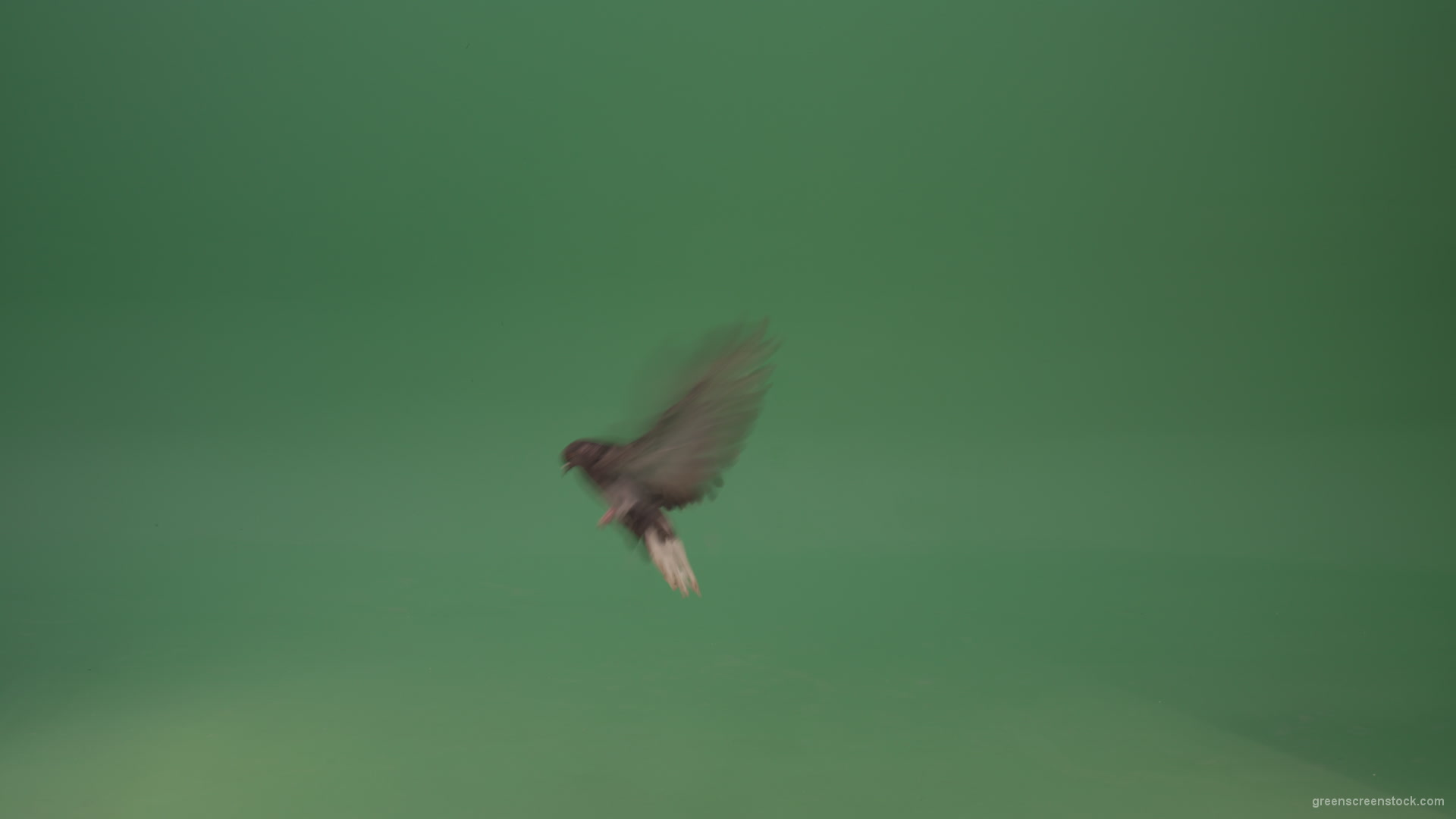 Dove-bird-flies-and-descends-to-the-ground-isolated-on-green-background_006 Green Screen Stock