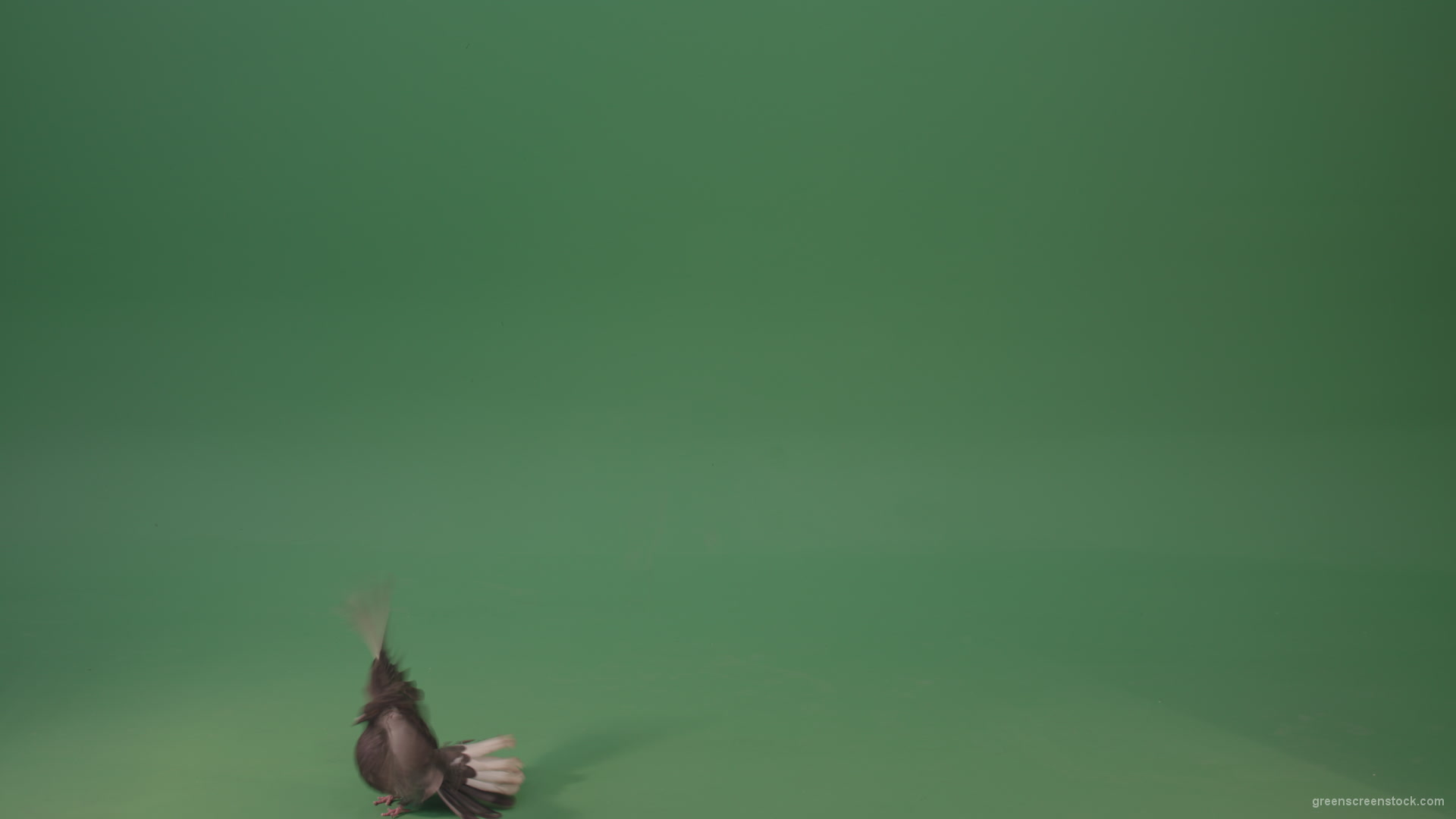 Dove-bird-flies-and-descends-to-the-ground-isolated-on-green-background_007 Green Screen Stock