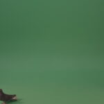 Dove-bird-flies-and-descends-to-the-ground-isolated-on-green-background_008 Green Screen Stock