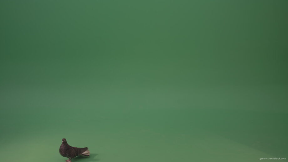 Dove-bird-flies-and-descends-to-the-ground-isolated-on-green-background_008 Green Screen Stock