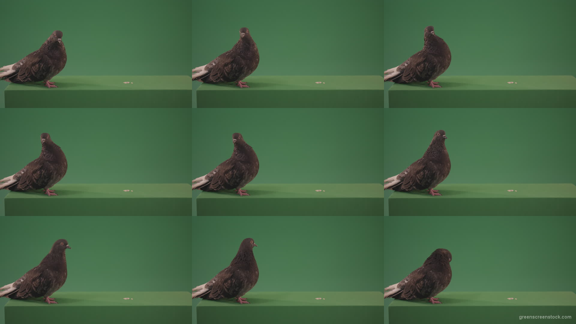 Dove-bird-rides-along-the-street-and-look-for-food-for-me-isolated-in-green-screen-studio Green Screen Stock
