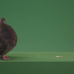 vj video background Dove-bird-rides-along-the-street-and-look-for-food-for-me-isolated-in-green-screen-studio_003