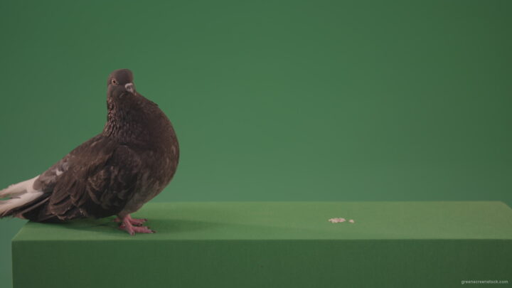 vj video background Dove-bird-rides-along-the-street-and-look-for-food-for-me-isolated-in-green-screen-studio_003