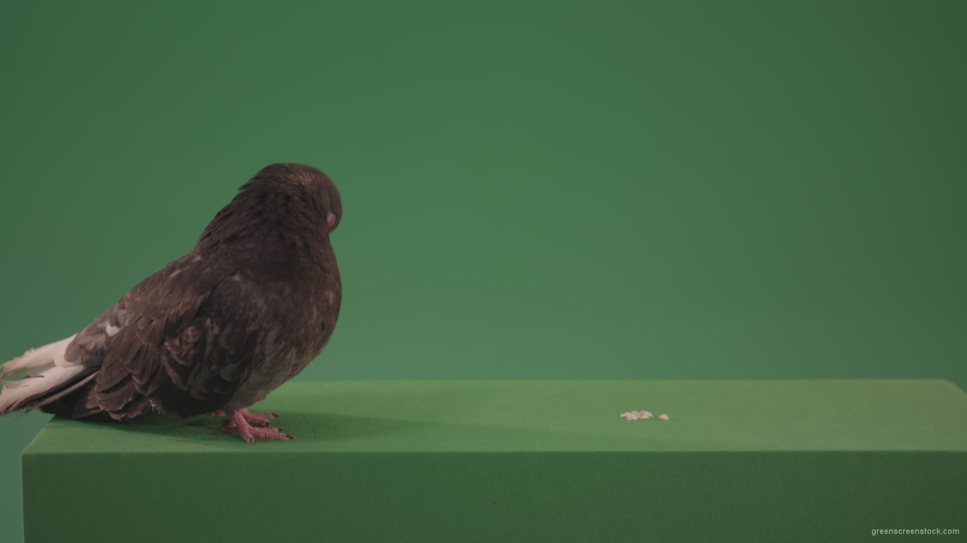 Dove-bird-rides-along-the-street-and-look-for-food-for-me-isolated-in-green-screen-studio_009 Green Screen Stock