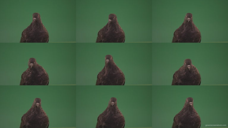 Dove-looks-at-the-city-from-the-height-of-the-birds-eye-isolated-on-chromakey-background Green Screen Stock
