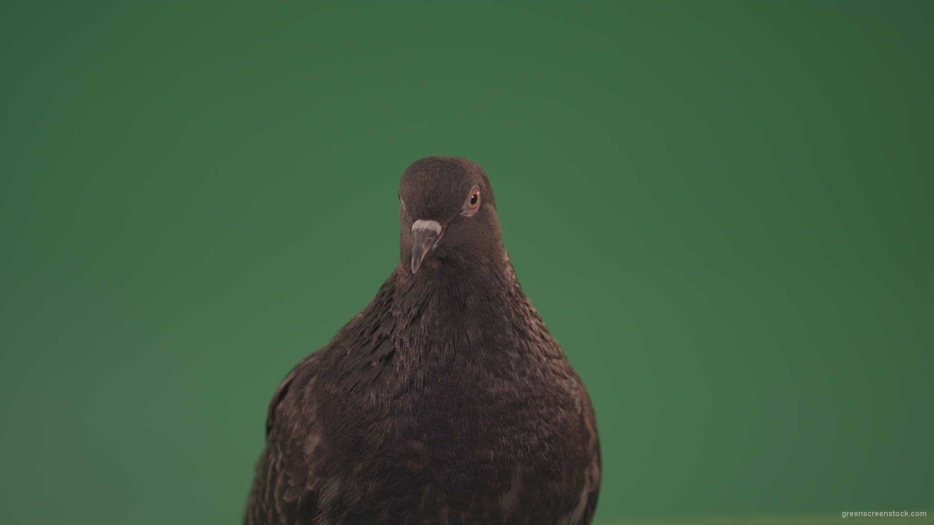 Dove-looks-at-the-city-from-the-height-of-the-birds-eye-isolated-on-chromakey-background_001 Green Screen Stock